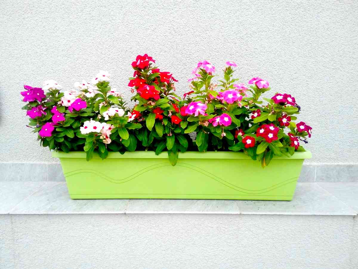 How to choose planters Palatine